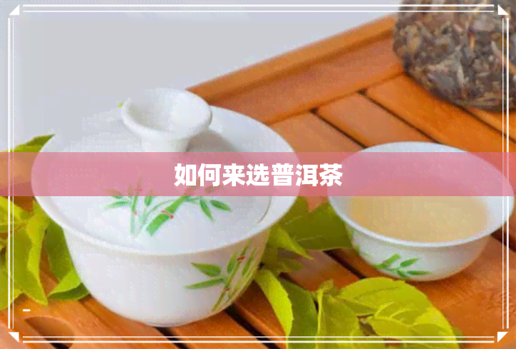 如何来选普洱茶