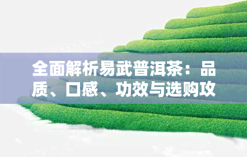 全面解析易武普洱茶：品质、口感、功效与选购攻略，让你轻松喝出好茶