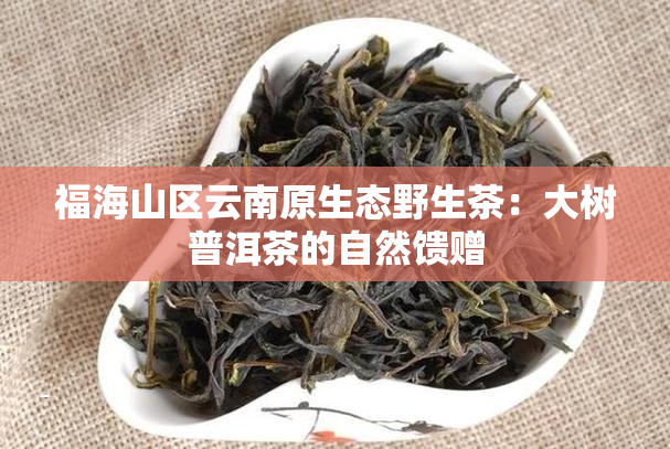 福海山区云南原生态野生茶：大树普洱茶的自然馈赠
