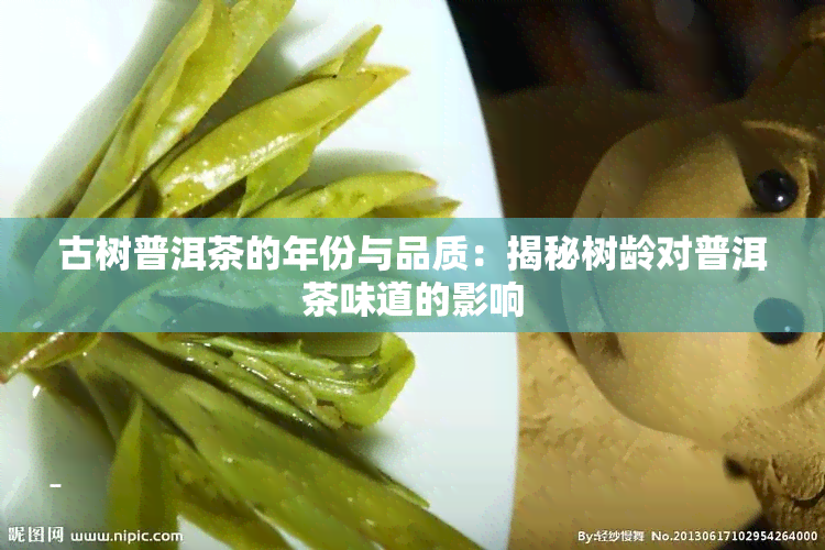 古树普洱茶的年份与品质：揭秘树龄对普洱茶味道的影响