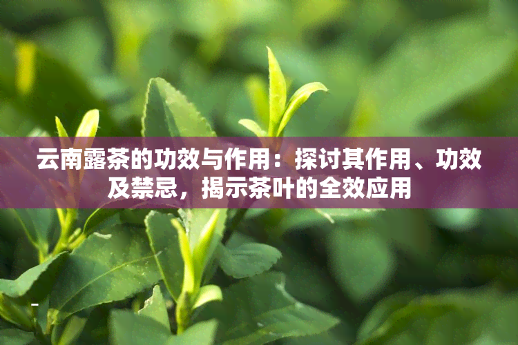 云南露茶的功效与作用：探讨其作用、功效及禁忌，揭示茶叶的全效应用