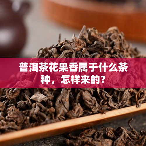 普洱茶花果香属于什么茶种，怎样来的？