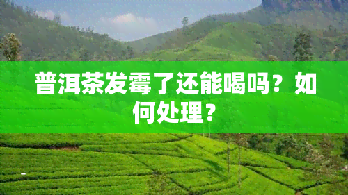 普洱茶发霉了还能喝吗？如何处理？