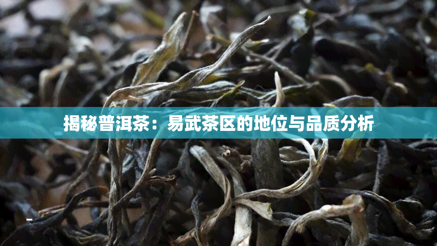 揭秘普洱茶：易武茶区的地位与品质分析