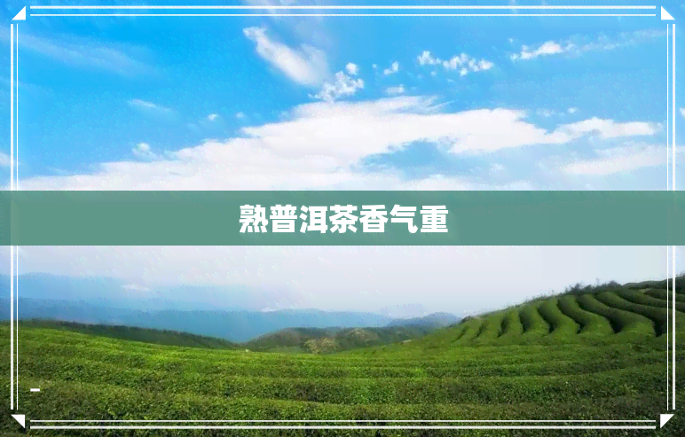 熟普洱茶香气重