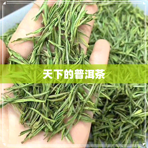 天下的普洱茶