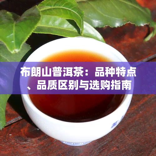 布朗山普洱茶：品种特点、品质区别与选购指南