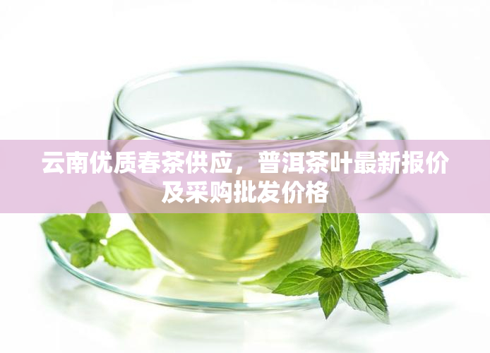 云南优质春茶供应，普洱茶叶最新报价及采购批发价格
