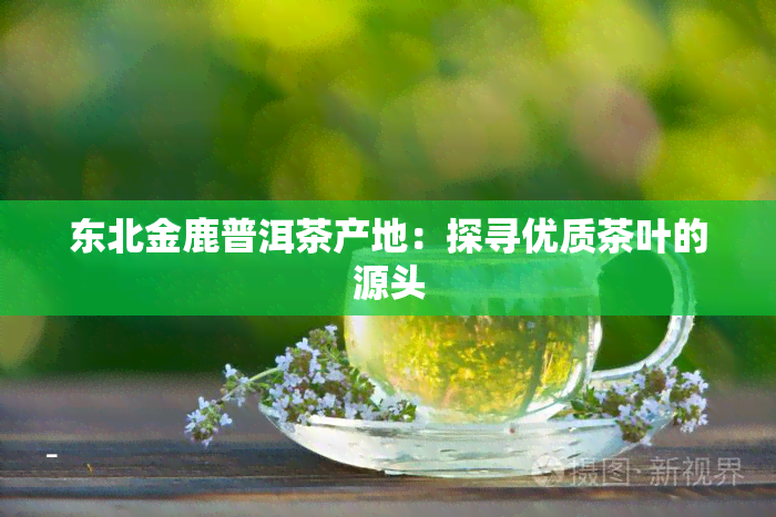 东北金鹿普洱茶产地：探寻优质茶叶的源头