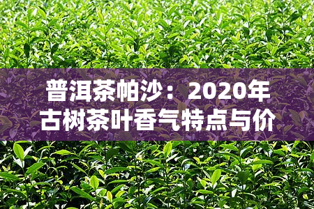 普洱茶帕沙：2020年古树茶叶香气特点与价格排行