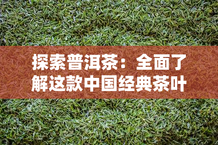探索普洱茶：全面了解这款中国经典茶叶的知识与入门指南