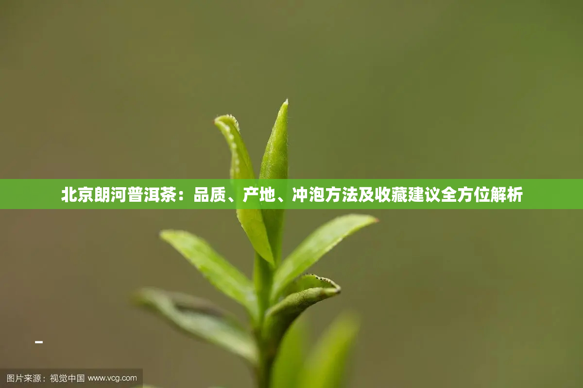 北京朗河普洱茶：品质、产地、冲泡方法及收藏建议全方位解析