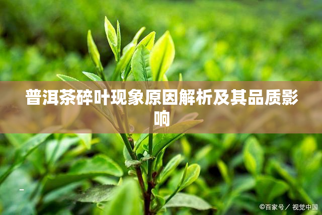 普洱茶碎叶现象原因解析及其品质影响