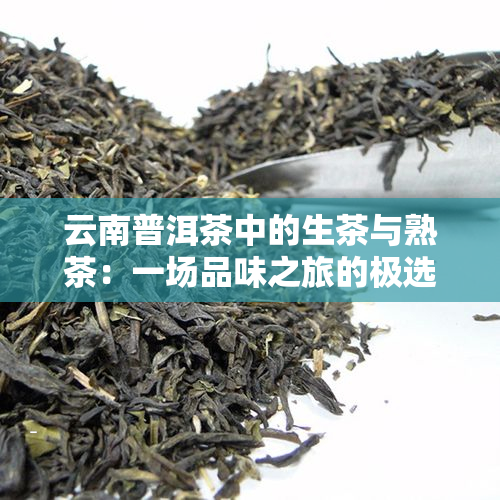 云南普洱茶中的生茶与熟茶：一场品味之旅的极选择