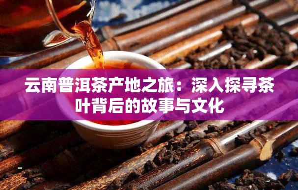 云南普洱茶产地之旅：深入探寻茶叶背后的故事与文化