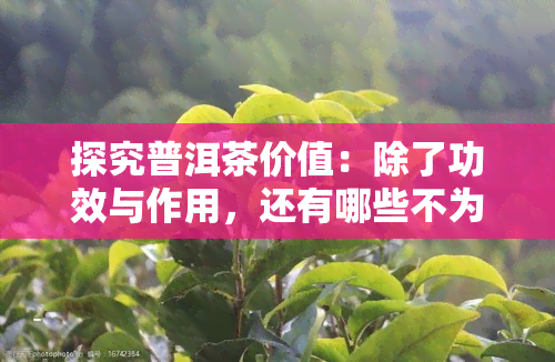 探究普洱茶价值：除了功效与作用，还有哪些不为人知的好处？