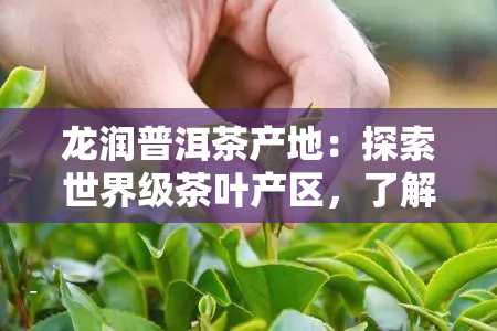龙润普洱茶产地：探索世界级茶叶产区，了解茶叶种类、制作工艺与品质特点