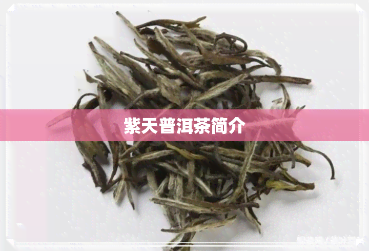 紫天普洱茶简介