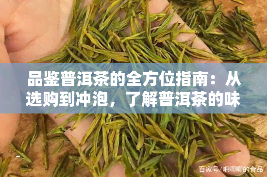 品鉴普洱茶的全方位指南：从选购到冲泡，了解普洱茶的味道和品鉴技巧