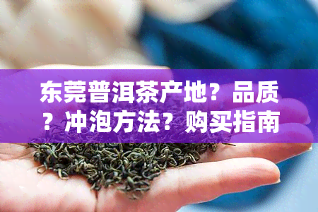 东莞普洱茶产地？品质？冲泡方法？购买指南，一文解答您的所有疑问！