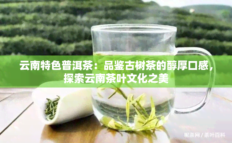 云南特色普洱茶：品鉴古树茶的醇厚口感，探索云南茶叶文化之美