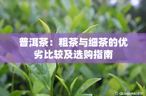 普洱茶：粗茶与细茶的优劣比较及选购指南