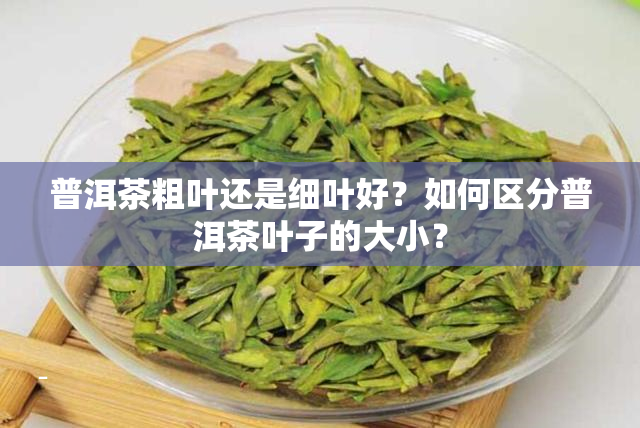 普洱茶粗叶还是细叶好？如何区分普洱茶叶子的大小？