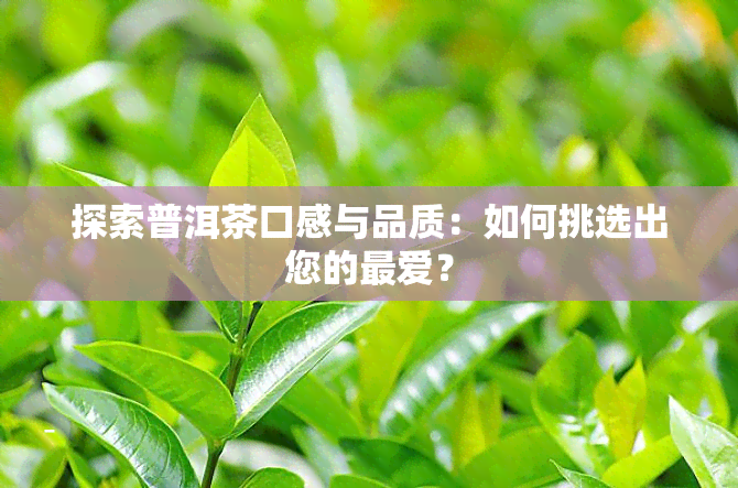 探索普洱茶口感与品质：如何挑选出您的更爱？