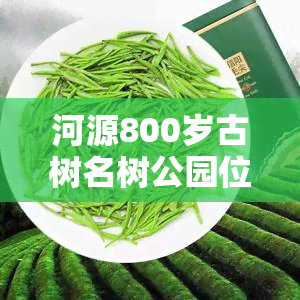 河源800岁古树名树公园位置