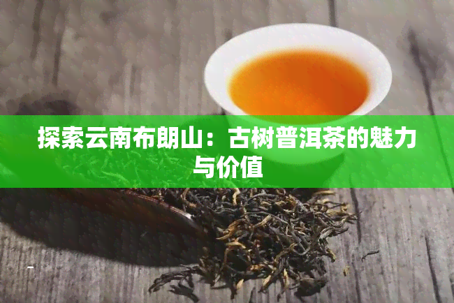 探索云南布朗山：古树普洱茶的魅力与价值