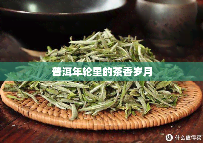 普洱年轮里的茶香岁月