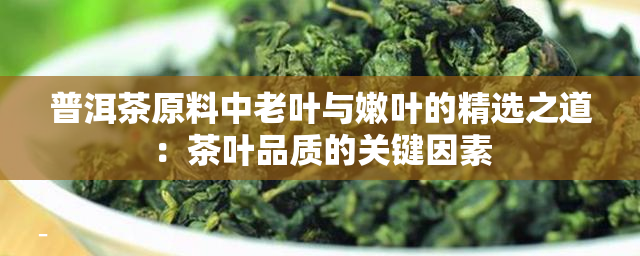 普洱茶原料中老叶与嫩叶的精选之道：茶叶品质的关键因素