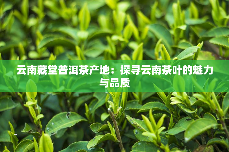 云南藏堂普洱茶产地：探寻云南茶叶的魅力与品质