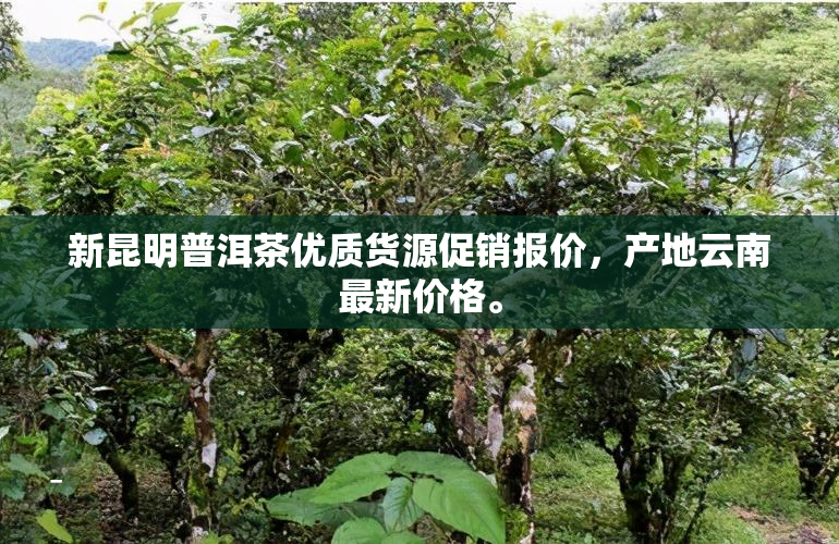 新昆明普洱茶优质货源促销报价，产地云南最新价格。