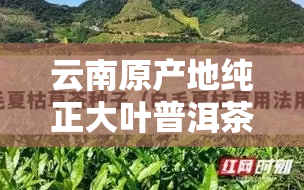 云南原产地纯正大叶普洱茶：大叶之家的品质传承与创新