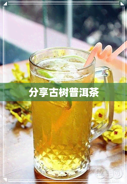 分享古树普洱茶