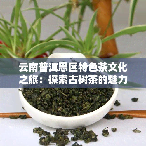 云南普洱思区特色茶文化之旅：探索古树茶的魅力