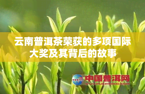 云南普洱茶荣获的多项国际大奖及其背后的故事