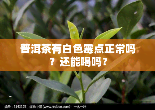 普洱茶有白色霉点正常吗？还能喝吗？