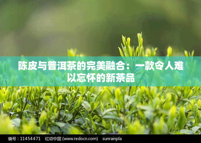 陈皮与普洱茶的完美融合：一款令人难以忘怀的新茶品