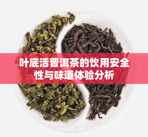 叶底活普洱茶的饮用安全性与味道体验分析