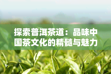 探索普洱茶道：品味中国茶文化的精髓与魅力