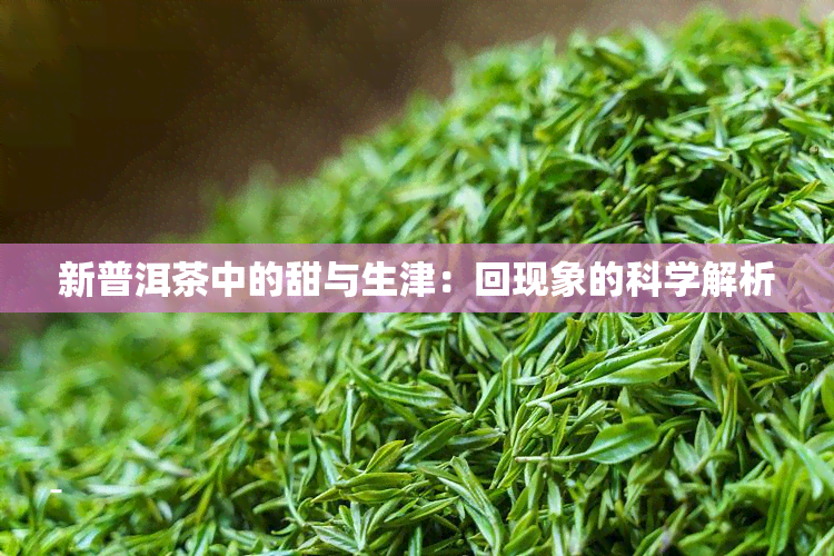 新普洱茶中的甜与生津：回现象的科学解析