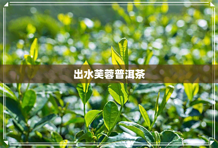 出水芙蓉普洱茶