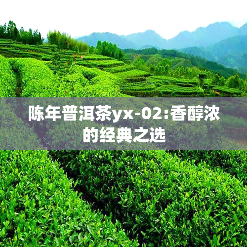 陈年普洱茶yx-02:香醇浓的经典之选