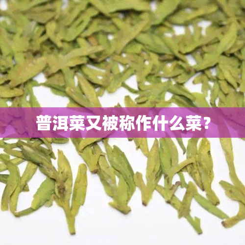 普洱菜又被称作什么菜？