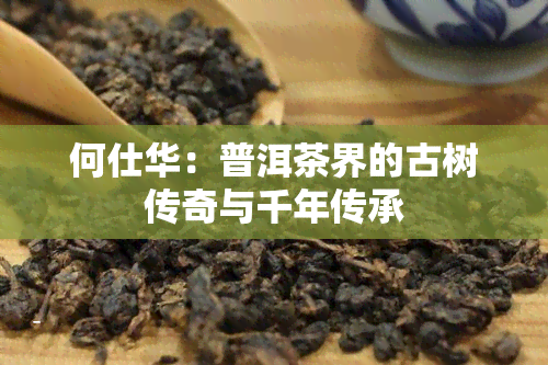 何仕华：普洱茶界的古树传奇与千年传承