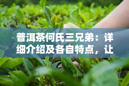 普洱茶何氏三兄弟：详细介绍及各自特点，让你全面了解这三款茶叶