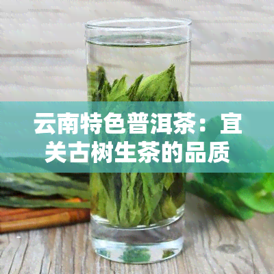 云南特色普洱茶：宜关古树生茶的品质之旅