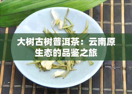 大树古树普洱茶：云南原生态的品鉴之旅